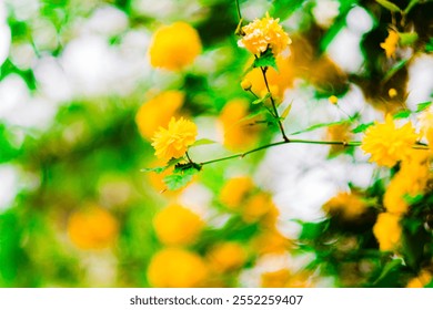 Close-up of vibrant yellow flowers blooming on leafy branches in a sunlit garden, evoking feelings of warmth and tranquility, ideal for those who appreciate nature's beauty and calmness. - Powered by Shutterstock