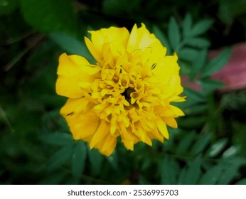 Close-up of a vibrant yellow marigold flower surrounded by lush green leaves. The marigold's detailed petals exhibit bright color, creating a contrast with the natural green background. - Powered by Shutterstock