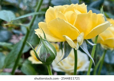 A close-up of a vibrant yellow rose in full bloom with a rosebud nearby. The background is blurred, emphasizing the detailed petals and the rose's striking color. - Powered by Shutterstock