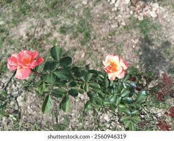 A close-up of a vibrant Yellow rose in full bloom, nestled among lush green leaves on a rose bush. - Powered by Shutterstock