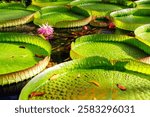 Close-up Victora Regia Amazonica giant water lily pads glow green yellow petals rippling lake surface. Natural waterlily patterns lush wetland environment exotic tropical serenity in tropical pond