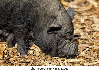 Closeup Vietnamese Pot Belly Piglet Stock Photo (Edit Now) 555781249