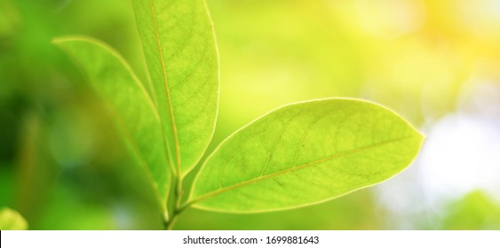 A close-up view of 3 leaves, whose backgrounds and backgrounds are bokeh, blur, green blurring, natural in summer With orange light coming from the sun coming into the leaves and white and green bokeh - Shutterstock ID 1699881643