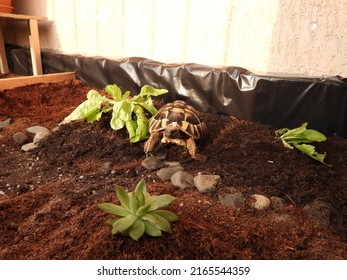 Closeup view of 7 years old 
 Hermann's tortoise (Testudo hermanni) in tortoise enclosure.