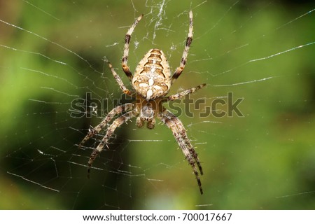 Close-up view from above of the Caucasian little spider-crosspiece Araneus diadematus with a cross on the back in a web against background of a Thuja tree in the summer                              