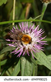 Close-up View From Above Of The Caucasian Multicolored Fluffy And Rusty Field Bumblebee Bombus Pascuorum Collecting Nectar On A White And Purple Flower Cornflower                              