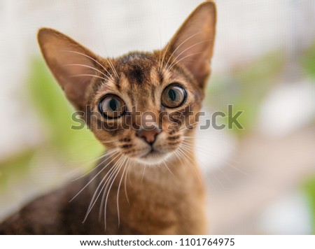 closeup view of Abyssinian cat or kitten sitting on the window.
