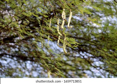 Close-up View Of The Acacia Nilotica Pods.