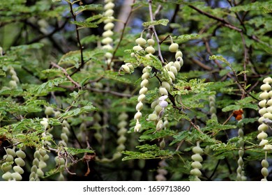 Close-up View Of The Acacia Nilotica Pods.