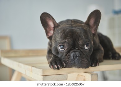 close-up view of adorable black french bulldog lying on wooden table 