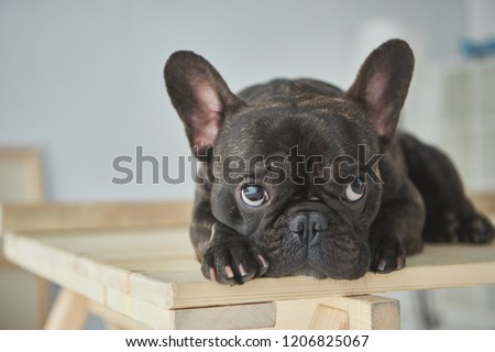 close-up view of adorable black french bulldog lying on wooden table 