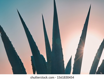 Closeup view of agave plant leaves against sunset sky with sunbeams. Natural floral background with copy space
