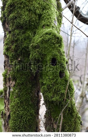 A close-up view of an aged, moss-covered tree trunk featuring two distinct, dark hollows resembling mysterious openings in a tranquil forest sett