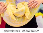 The close-up view of an Albino Burmese python snake in human hands