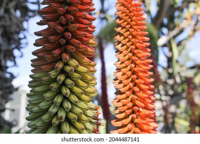 A Closeup View Of An Aloe Torchbearers Plant.