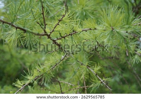 Close-up view of an American larch (Larix laricina) in springtime