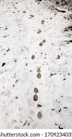 Closeup View Of Animal Footprints Paw Prints Belonging To A Wild Coyote In Fresh White Snow 