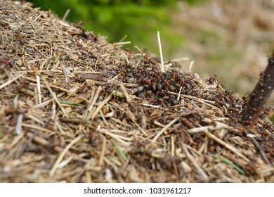 Closeup view of an anthill in a spring forest at noon.