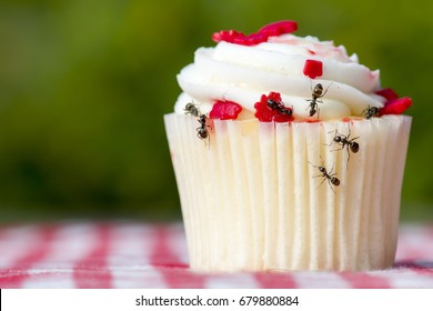 Closeup view of ants on a cupcake. There are several ants. Cupcake is on a checkered tablecloth. 
