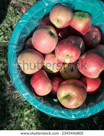 Closeup view of apples in bucket against grass.