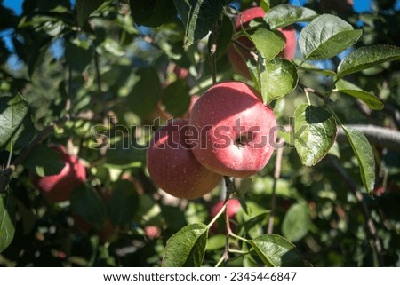 Closeup view of apples on tree in orchard.