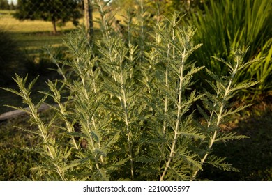 Closeup View Of Artemisia Afra, Also Known As African Wormwood, Green And Grey Leaves, Growing In The Park. 