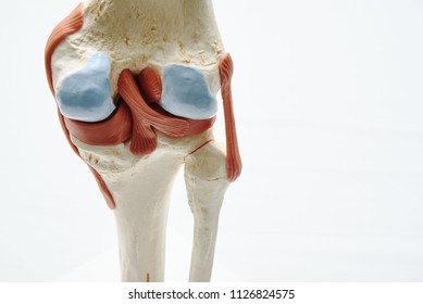 Close-up View Of Artificial Human Knee Joint Model In Medical Office