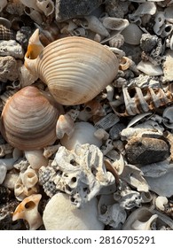 Close-up view of assorted clam shells, broken seashells, coral fragments and natural pebbles scattered along a sunlit shoreline, creating an organic coastal texture and marine-themed background.