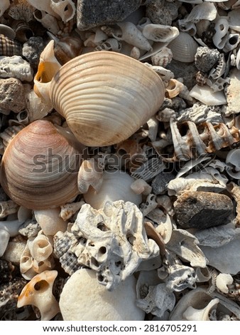 Close-up view of assorted clam shells, broken seashells, coral fragments and natural pebbles scattered along a sunlit shoreline, creating an organic coastal texture and marine-themed background.