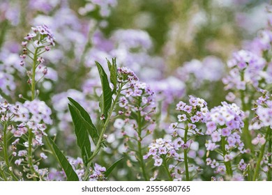 Close-up view of an assortment of wildflowers, densely packed with shades of purple, white, and green Larger foreground leaf highlights depth and texture Soft bokeh effect No texts visible