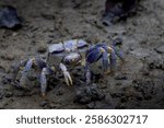 A close-up view of an Atlantic sand fiddler crab on a muddy surface