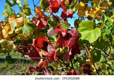 Close-up View Of Autumnal Leaf Colours In A Pinot Noir Vineyard, Marlborough, New Zealand