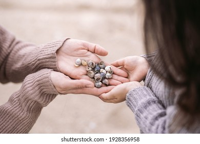 Closeup View Of Baby Girl's Hands Giving Many Shells To Her Young Mother With Love And Tenderness. Family Wearing Sweaters Or Jumpers Of Pastel Pink And Purple Colors. Fun On Spring Day On Sandy Beach