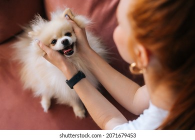 Close-up view from back to cute white pretty spitz pet dog, unrecognizable young woman stroking head loving doggy at home. Closeup of lady playing together with doggy in light living room
