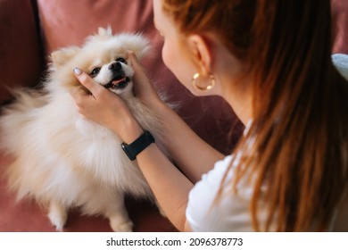 Close-up view from back to happy pretty white pretty spitz pet dog, unrecognizable young woman stroking head loving doggy at home. Closeup of lady playing together with doggy in light living room