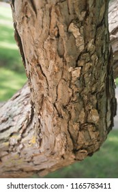 A Closeup View Of The Bark On A Bent Tree Trunk.