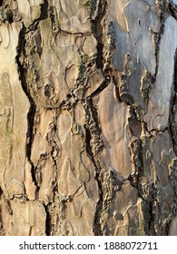 Close-up View Of The Bark Of Slash Pine Tree.