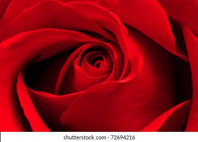 Close-up view of beatiful dark red rose - Powered by Shutterstock