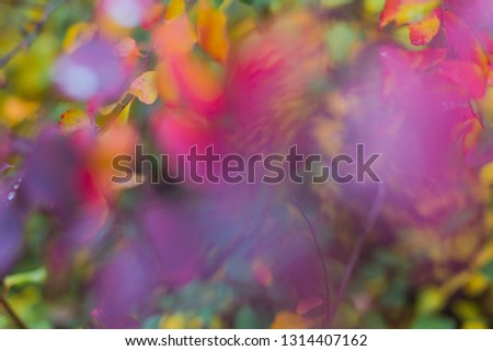 autumn anemone Flower