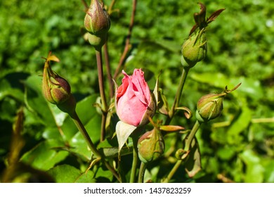 372 Rose Graden Images, Stock Photos & Vectors | Shutterstock