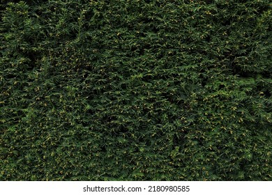 Closeup View Of Beautiful Juniper Shrub With Green Branches