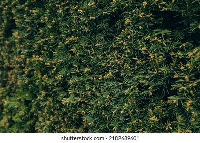 Closeup View Of Beautiful Juniper Shrub With Green Branches