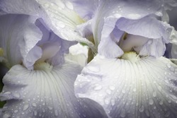 A Close-up View Of The Beautiful Petals Of The Bearded Iris, Still Wet With Water Droplets After A Spring Shower.