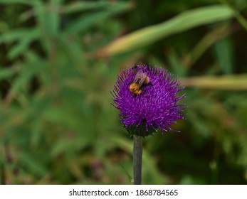 Closeup view of beautiful purple colored blooming flower with busy bumblebee collecting nectar in forest near Digermulen, Hinnøya, Vesterålen, Norway. Focus on flower head.
