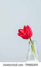 close-up view of beautiful red tulip flower in bottle with milk isolated on grey