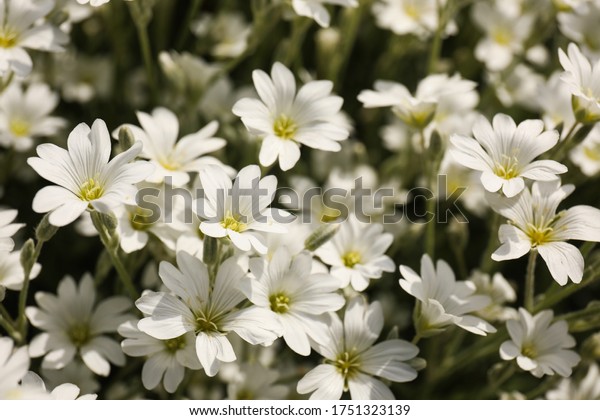 Closeup View Beautiful White Meadowfoam Field Stock Photo (Edit Now ...