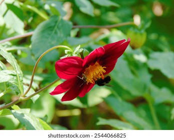 A close-up view of a bee suckling nectarine of the blooming red Dahlia flower in the forest. - Powered by Shutterstock