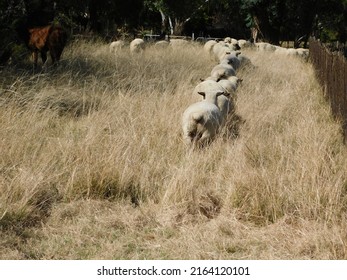 Closeup View From Behind Of A Herd Of Hampshire Down Ewe Sheep Walking In A Straight Line Through High Grasses With A Grassland Landscape In The Background