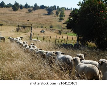 Closeup View From Behind Of A Herd Of Hampshire Down Ewe Sheep Walking In A Straight Line Through High Grasses With A Grassland Landscape In The Background