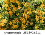 A close-up view of Bidens ferulifolia 